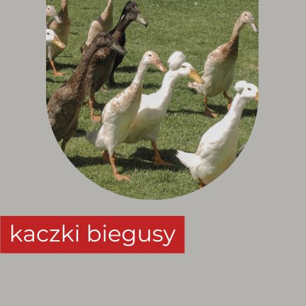 kaczki biegusy